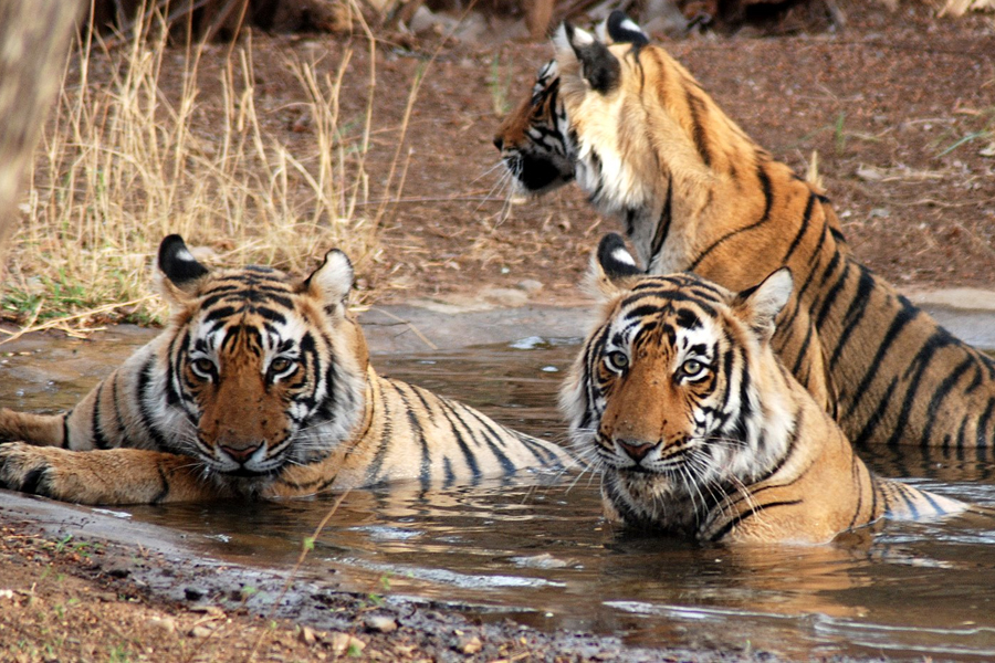 Tigers at Ranthambore National Park 03