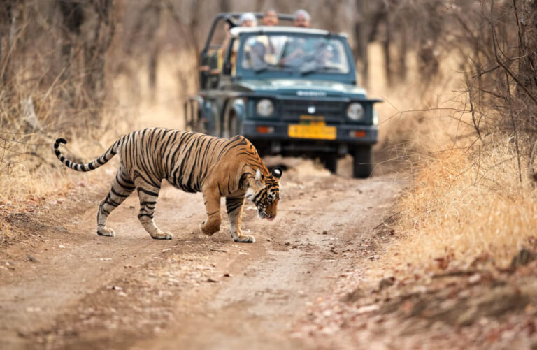 ranthambhore jeep safari